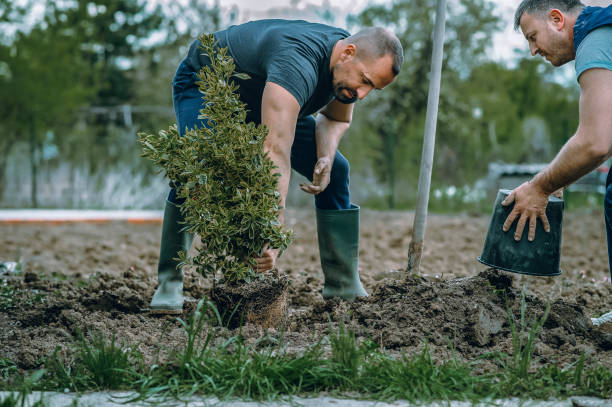 The Steps Involved in Our Tree Care Process in Hamilton, IL